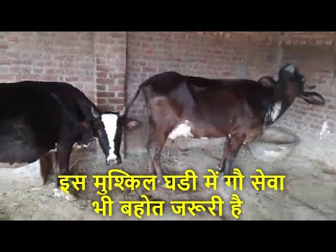 गौमाता की सेवा से बढ़कर कोई दूसरा महान पुण्य नहीं है | गौ माता की सेवा | Gau Mata ki Seva