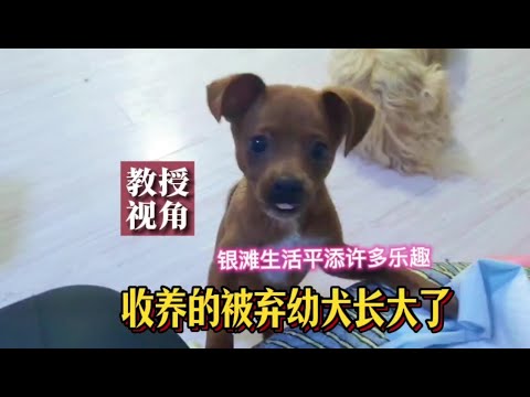 北京夫妻收养的流浪幼犬长大了，给单调的冬季生活平添许多乐趣