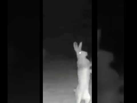 Two Rabbits are filmed fighting in the middle of the night #viralshorts #rabbits #fighting