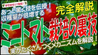 ミニトマト栽培の裏技（甘くて大きな実がたくさんつくメカニズムを詳しく解説）