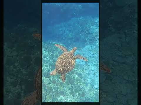 石垣島米原ビーチで海がめと泳ぐ