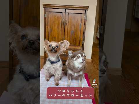 ボク達のクローゼットがやってきた‼️🐶💕🐶