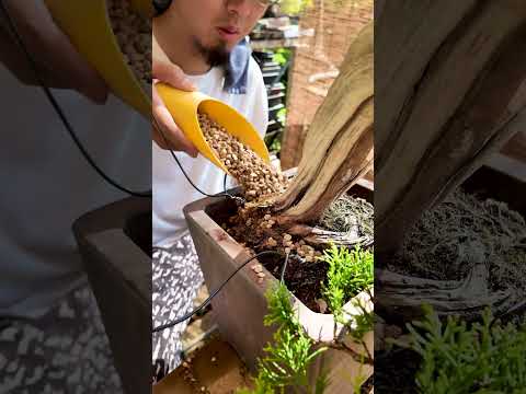 あの真柏を植え替えました Replanting juniper