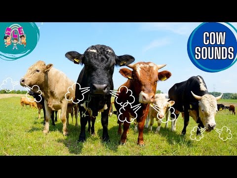 COW SOUNDS FOR KIDS | Exploring the Variety of Cow Breeds and Sounds!