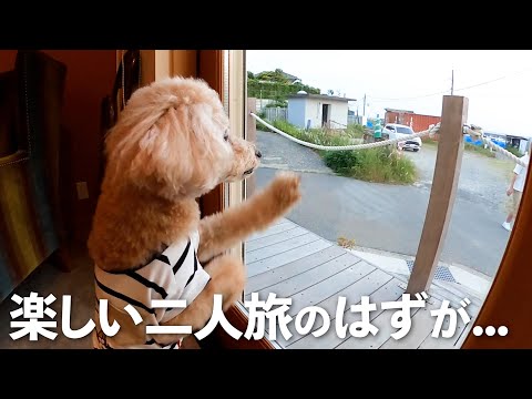 愛犬とふたり旅で逗子のプライベートビーチ前の宿に宿泊！でもパパとの再会が一番嬉しそうだったw【大きいトイプードル】