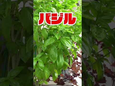 【家庭菜園・バジル】虫除け効果のある植物 バジルを植えて防虫対策！蚊・コバエ・ユスリカ防止に！バジルが効果的 #ガーデニング  #防虫 #害虫駆除 #shorts