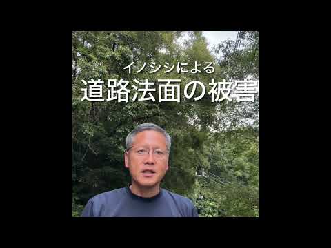 倉敷市児島田の口 峠地区 イノシシ被害