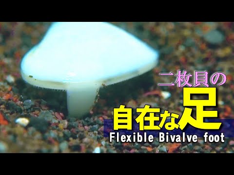 Flexible foot of bivalves