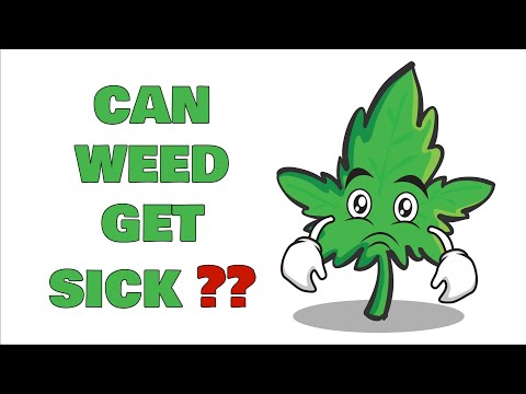 Can Weed Get Sick?