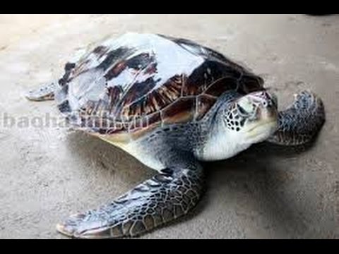 Sea Turtles Documentary HD- Endangered Animals Turtle & Tortoise