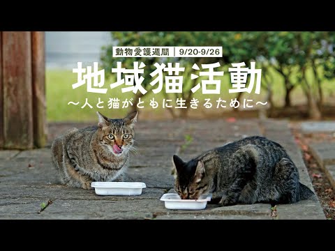 【広報おおむら令和6年9月号】地域猫活動～人と猫がともに生きるために～