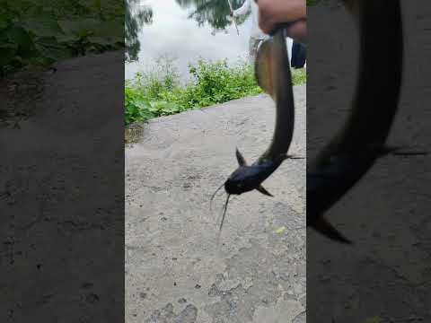 Comady video #shorts #comady #fishing #masti #video