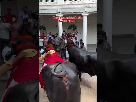 #sadar #bull #diwali #dipawali #reel #youtube #instagram #instareels #views #view #like #follow