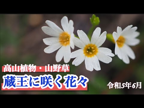 【高山植物】6月　蔵王連峰の花々　東北にしか咲かないヒナザクラ