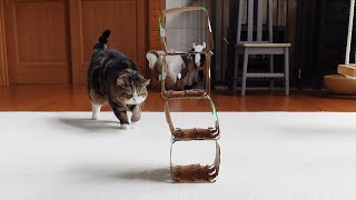 ビール箱で遊ぶねこ。-Maru plays with beer boxes.-