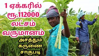 1 ஏக்கருக்கு ரூ.112000 லட்சம் லாபம் தரும் கருணை கிழங்கு சாகுபடி/yam cultivation/முழு விளக்கம்...