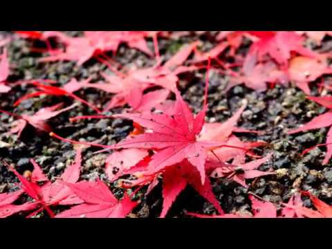 紅葉2018　呉羽山 2018 11 23