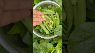 Harvest Time! Fresh & Organic Vegetables from My Small Garden #gardeningathome  #growyourown