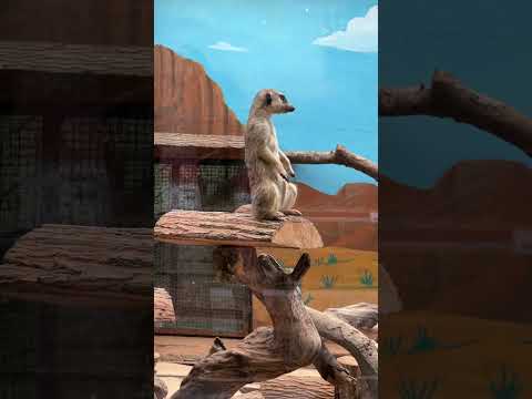 Funny Meerkat 😂😂 #cute #animals #funny #animal #pet #meerkat #nature #wildlife #viralvideo