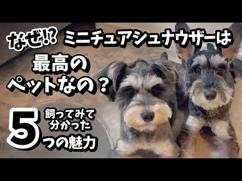 なぜミニチュアシュナウザーは最高のペットなのか？飼ってみて分かった５つの魅力