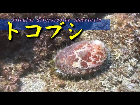 [ Tokobushi abalone ] Historic Japanese edible shellfish / Haliotis diversicolor