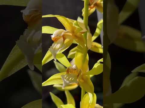 穗花貝母蘭 Coelogyne rochussenii#plants #植物 #orchid #蘭花