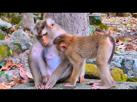 Good Boy..// Monkey LEO help to grooming Mom Libby While Pregnant Monkey Libby feeling tired.