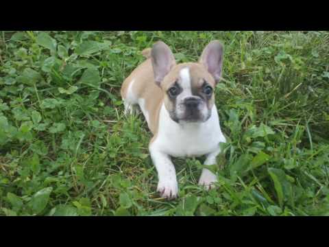 French Bulldog Puppy out for the 1st time