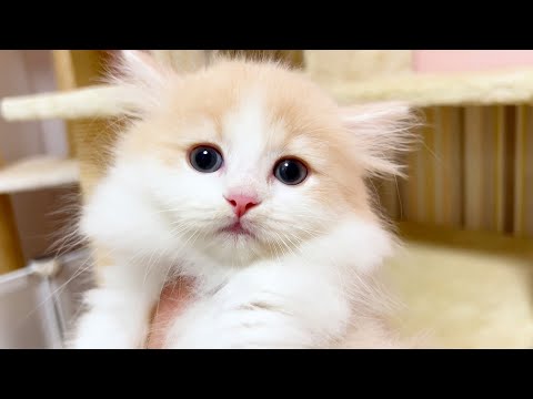 【マンチカンの子猫】今日でお別れ！ありがとうね子猫達ぃ～な件 ～猫のいる生活Vol.1043～出産動画 マンチカン短足・ミヌエット・ペルシャ猫専門ブリーダー『ペット蔵人』【子猫の成長記録】