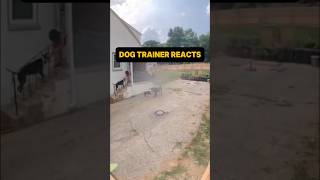 ⚠️ DOG TRAINER REACTS ⚠️ - Two dogs bully puppy. #dog #reaction #dogreaction