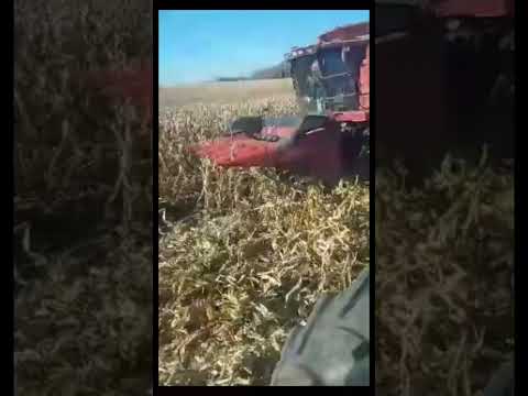 Black Bear Flushed Out of Wisconsin Corn