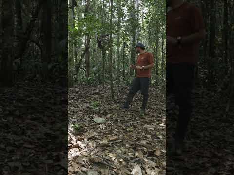 This is the Devil’s Garden of the Amazon Rainforest