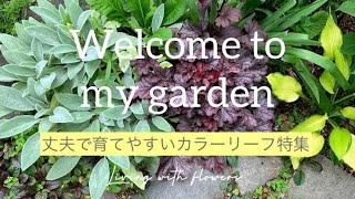 お庭を作るなら必ず植えたい♫お庭が一気にオシャレになるカラーリーフ特集🌿下草編/誘惑に負けた花屋さん/暮らしのvlog /garden