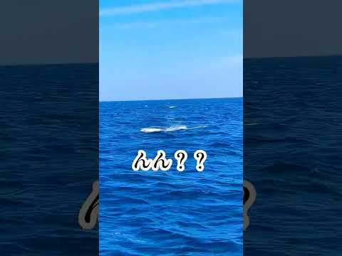 釣りしてたら最大級の水柱！正体が衝撃だった #ナブラ #北陸 #whale