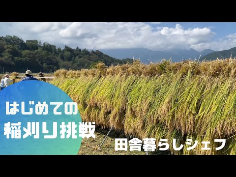 【 田舎暮らし シェフ 】初めての稲刈りに挑戦！　収穫体験の日　美味しいお米　山梨県 北杜市