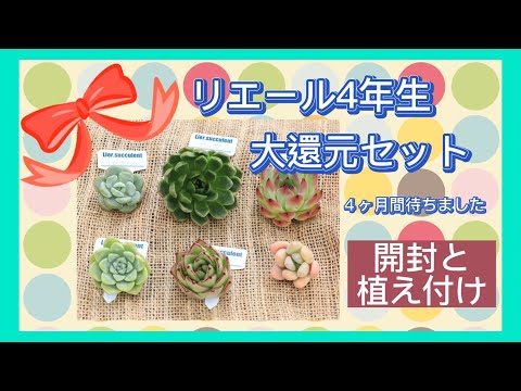 リエール4年生大還元セット🌵開封と植え付け