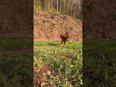 Gorgeous Buff Brahma Rooster| #fjfarms #brahmachicken #buffbrahma #heritagechicken #shorts #viral