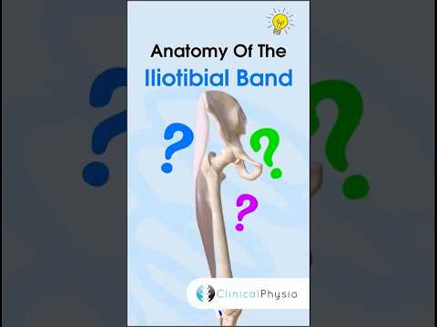 Iliotibial Band Anatomy #physicaltherapy #physiotherapy #anatomy #itband #iliotibialband