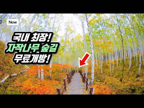 Korea's Best Birch Forest Trekking Course