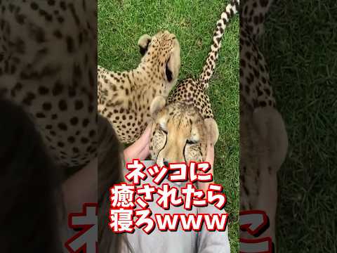 ネッコの動画で癒されたら寝ろｗｗｗ　#2ch #2ch動物スレ #2ch面白いスレ #動物 #犬 #猫 #癒やし #ねこ