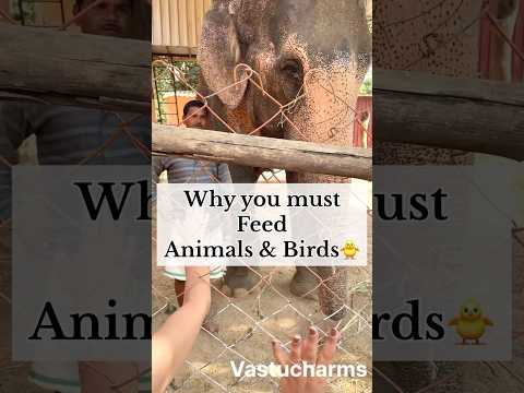 The benefits of feeding animals #youtube #astrology #vastucharms #tarot #youtubeshorts #tarotreading