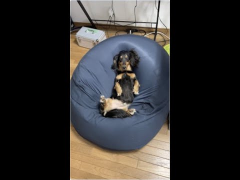 人をダメにするソファは犬もダメにするらしい#shorts