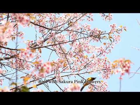 ( no copyright music ) - Bird with Sakura Pink Flowers