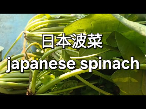 日本波菜 japanese spinach