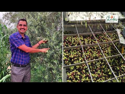 Mukesh Manjoo, innovative olive farmer from Rajasthan