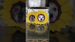 My senior dogs try dandelions #doglover #crochet