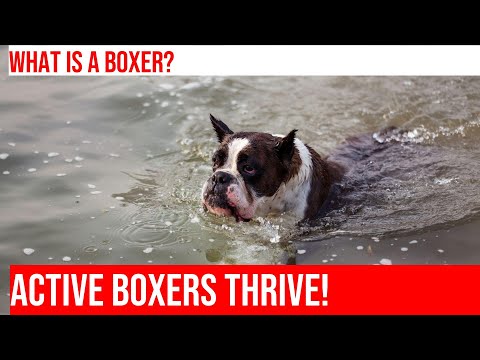 Enriching Your Boxer's Life with the Right Toys!