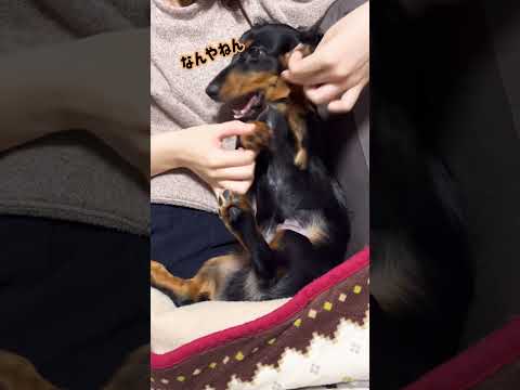 【おねむ】眠いときは可愛いんですけどねー　#shorts  #犬 #dog