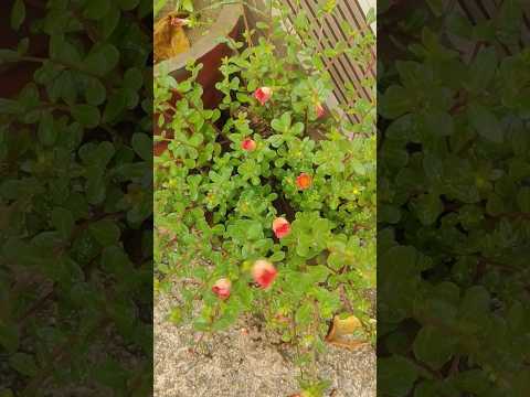 Portulaca Afra Flowering Plant 🌿🌷 | #portulacaflower #shorts #flowers #trending