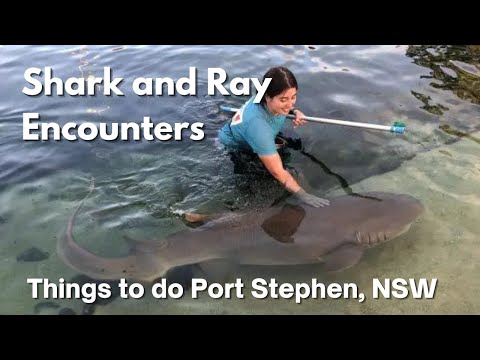 Irukandji Shark & Ray Encounters Port Stephens